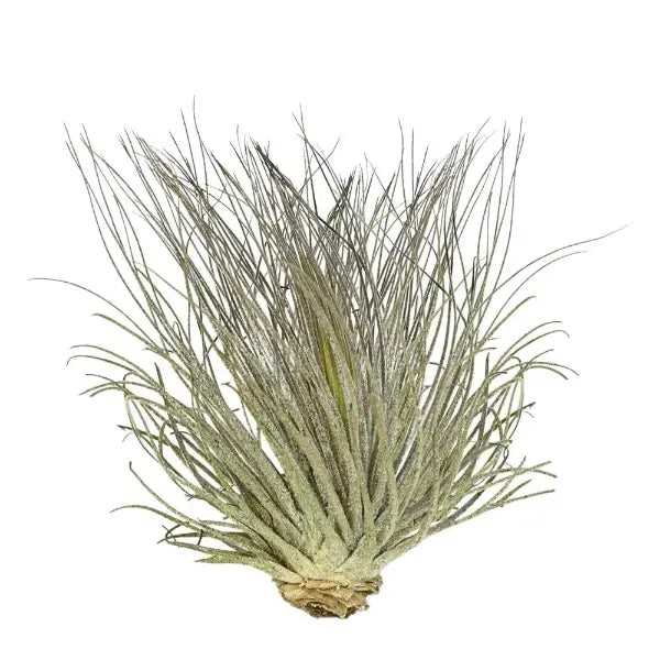 T. MAGNUCIANA Medium (Width 12.5 cm)