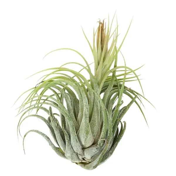 T. IONANTHA IONANTHA Extra Large (Width 12.5 cm)