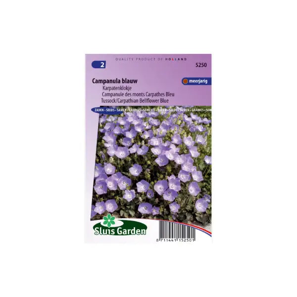 SL5250 Tussock/Carpathian Bellflower blue