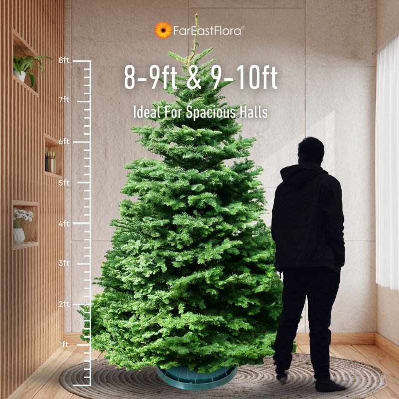 9/10ft Noble Fir Size Chart