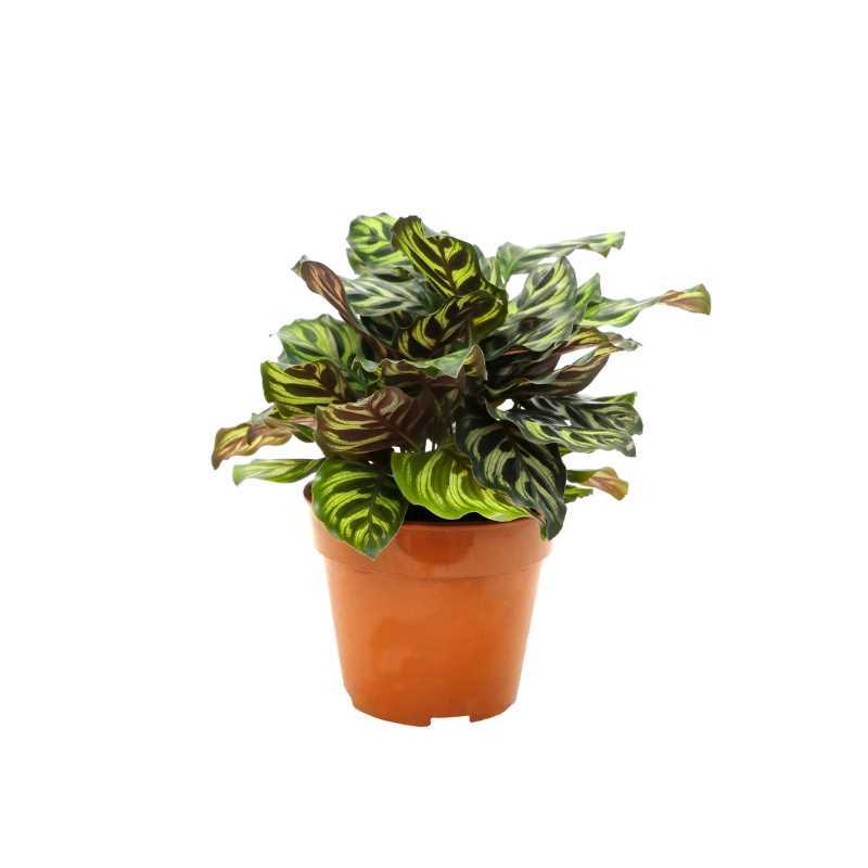 CALATHEA MAKOYANA P9C-孔雀竹芋 (TB/HF)