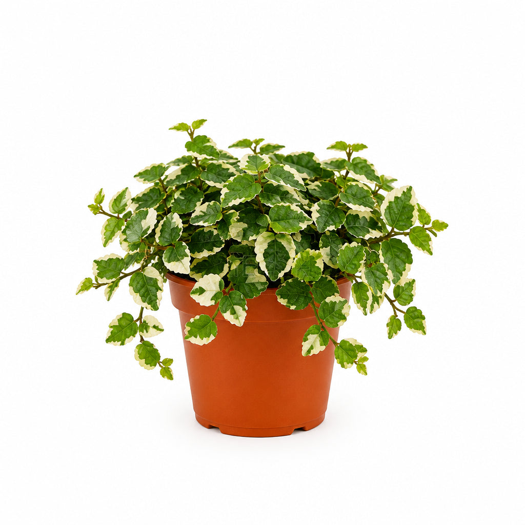 FICUS PUMILA P8C-薜荔 (HF)