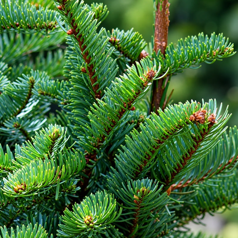 Christmas Tree - USA Noble Fir (9 - 10 ft) with Tree Stand