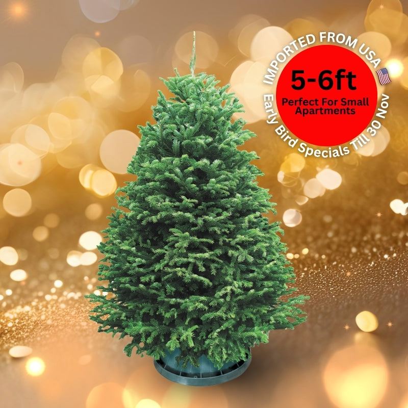 Christmas Tree - USA Nordmann Fir (5 - 6 ft) with Tree Stand