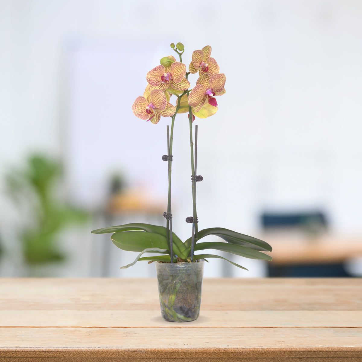 PHALAENOPSIS ASSORTED AIR-FLOWN PREMIUM AA:特级双梗3" S/O $19.90 (AF)