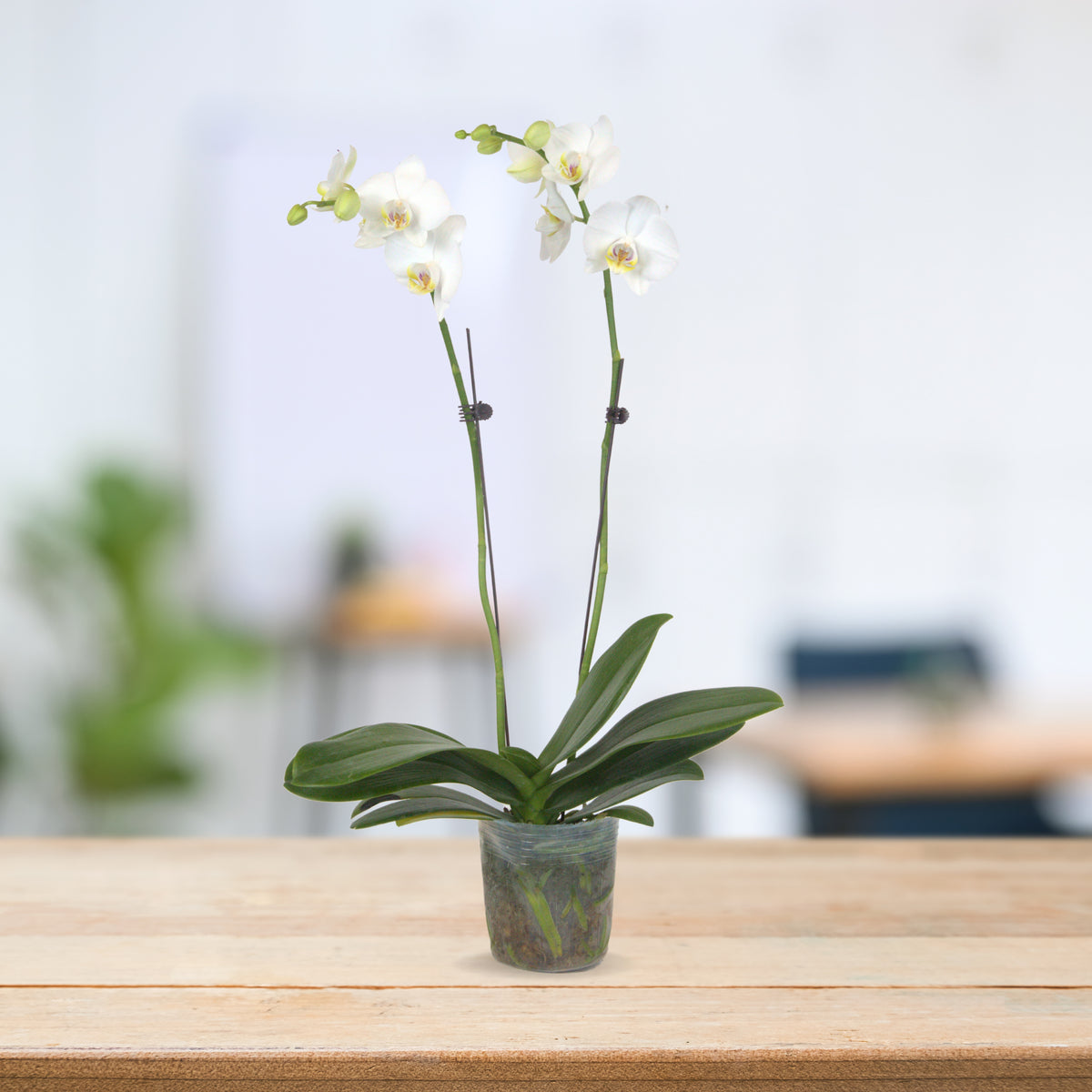 PHALAENOPSIS ASSORTED AIR-FLOWN PREMIUM AA:特级双梗3" S/O $19.90 (AF)