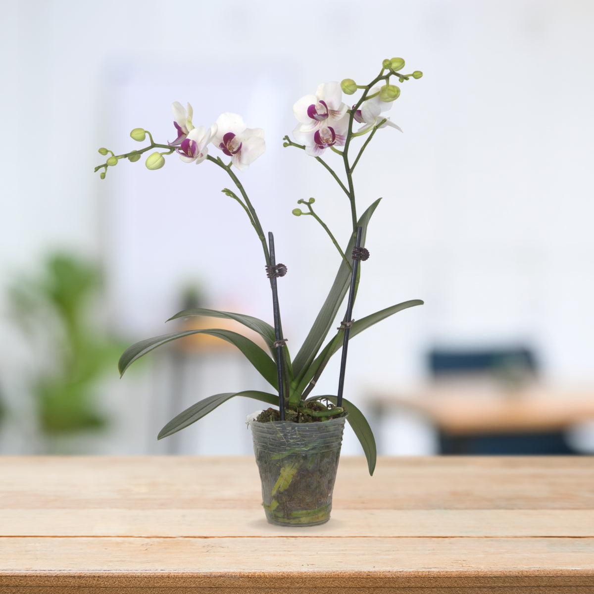 PHALAENOPSIS ASSORTED AIR-FLOWN PREMIUM AA:特级双梗3" S/O $19.90 (AF)