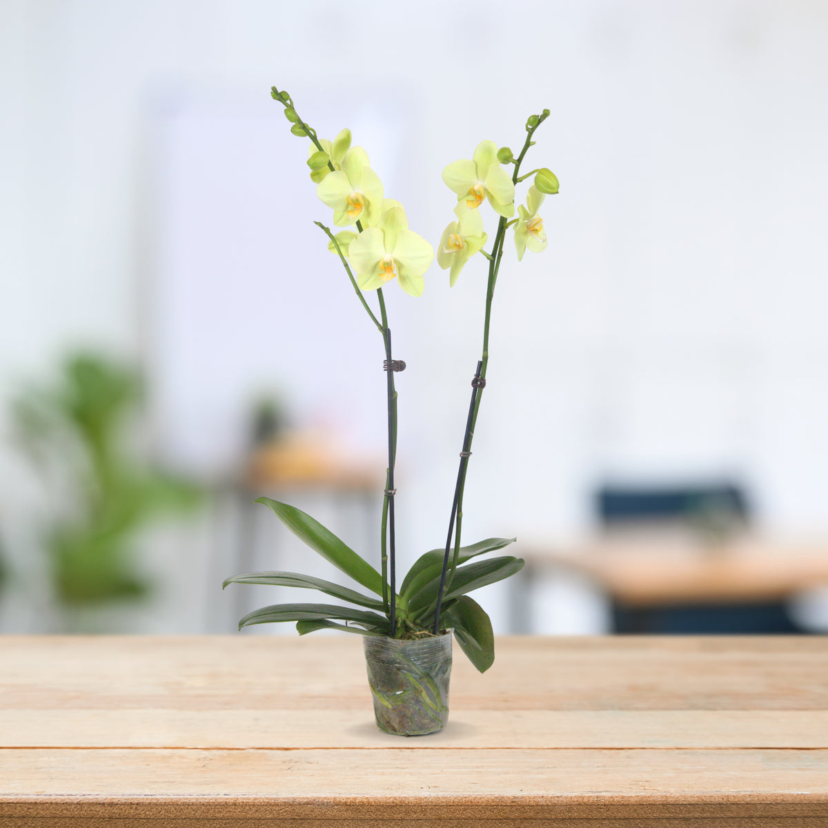 PHALAENOPSIS ASSORTED AIR-FLOWN PREMIUM AA:特级双梗3" S/O $19.90 (AF)