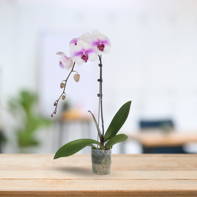PHALAENOPSIS ASSORTED AIR-FLOWN PREMIUM A*:特级单梗大花3.5" S/O $24.90 (AF)
