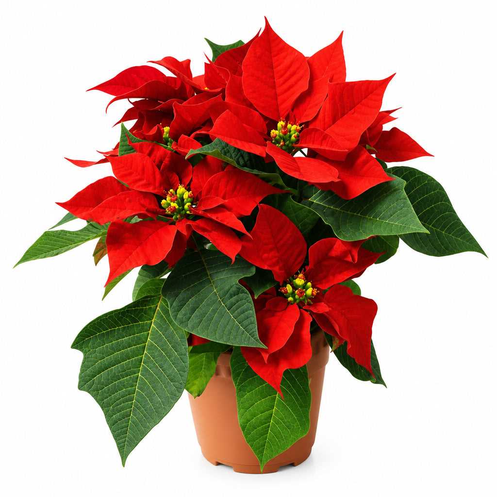 POINSETTIA RED P15C (PR/AI/TYM)