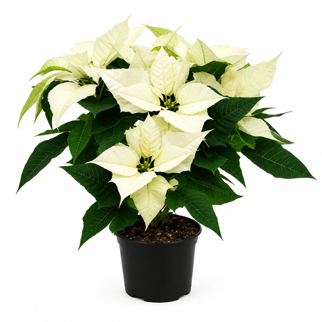 POINSETTIA ASSORTED WHITE/PINK/YELLOW/ VARIEGATED P15C (PR/A1/TYM/FN)