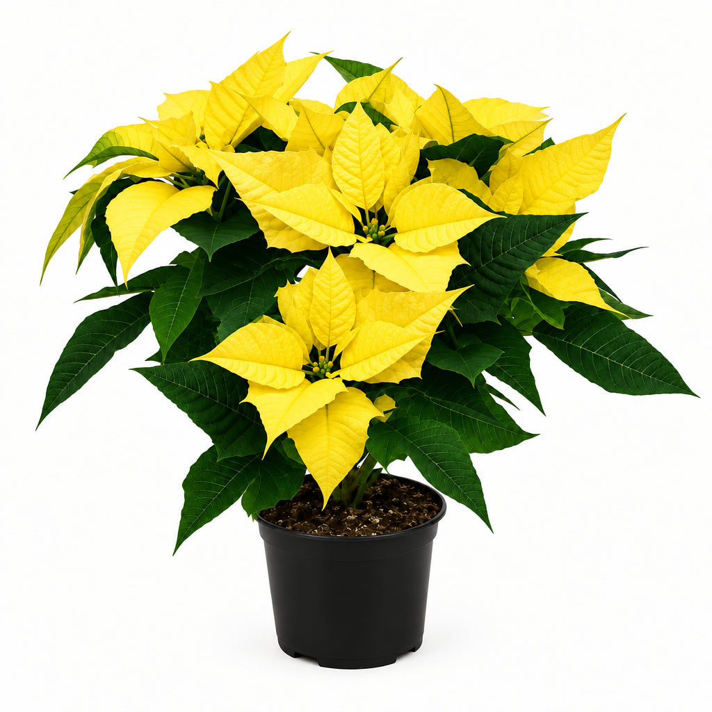 POINSETTIA ASSORTED WHITE/PINK/YELLOW/ VARIEGATED P15C (PR/A1/TYM/FN)