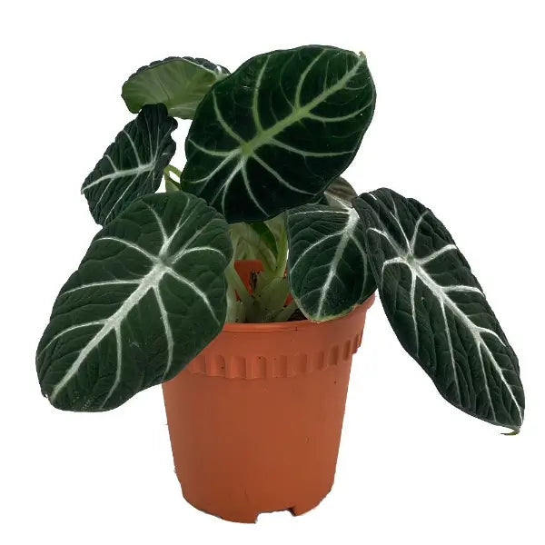 ALOCASIA NINJA P12C (FH/LTK)