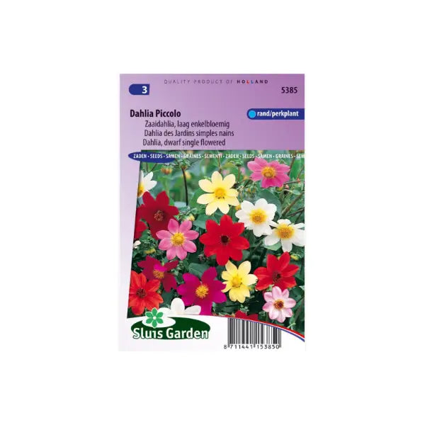 SL5385 Dahlia Piccolo dwarf single flowered