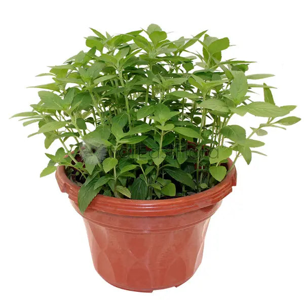 PEPPERMINT P15C (PR/SH)