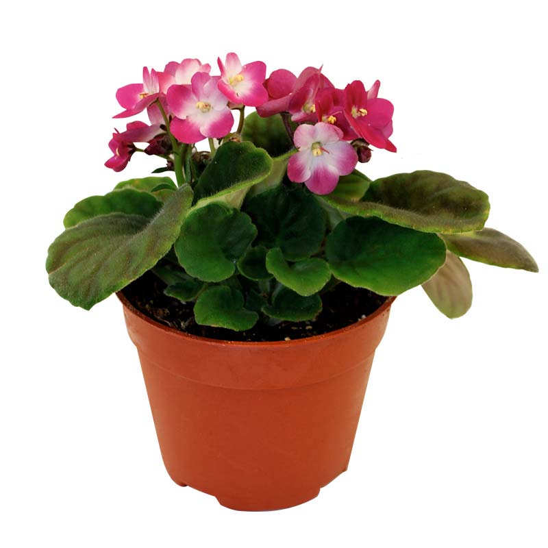 African Violet (P10.5c)