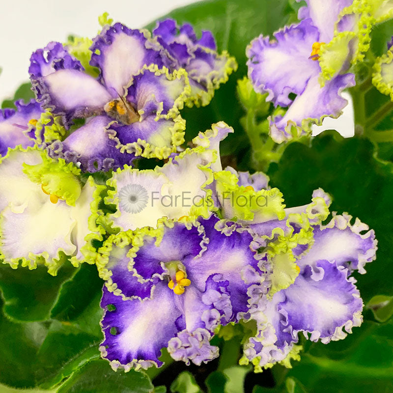 *SALE - $4.90* AFRICAN VIOLET ASSORTED P10.5C (YG/JH/PR/SH) S/O $4.90
