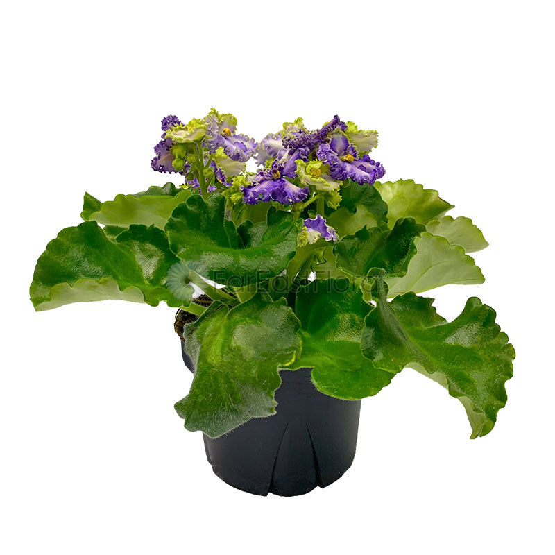 African Violet (P10.5c)