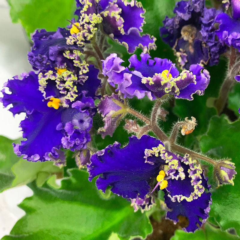 *SALE - $4.90* AFRICAN VIOLET ASSORTED P10.5C (YG/JH/PR/SH) S/O $4.90