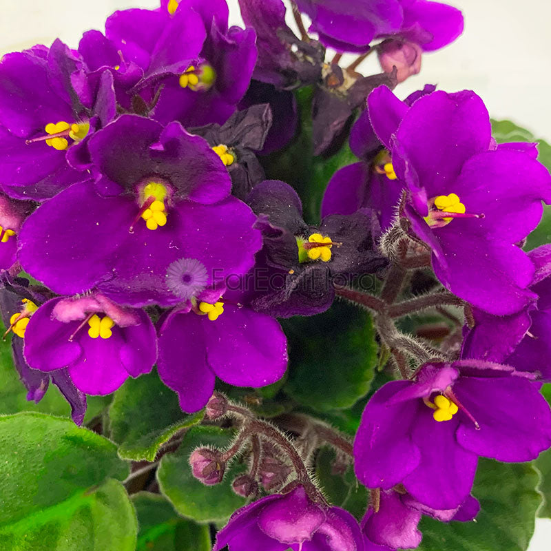 *SALE - $4.90* AFRICAN VIOLET ASSORTED P10.5C (YG/JH/PR/SH) S/O $4.90