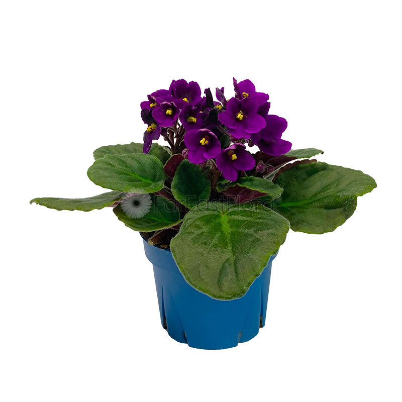 African Violet (P10.5c)