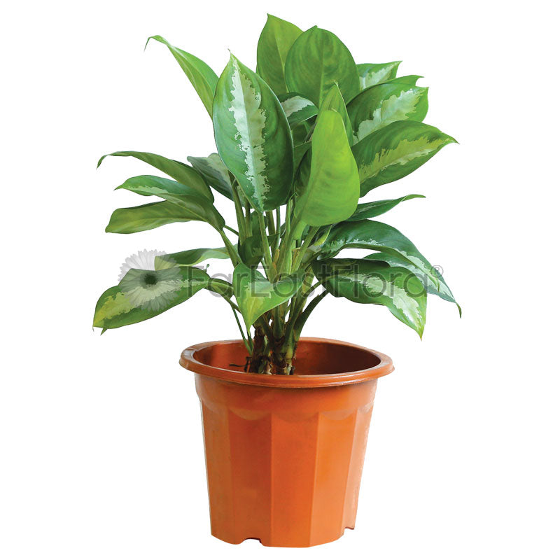 Aglaonema 'Pattaya Beauty' In Plantplus Pot