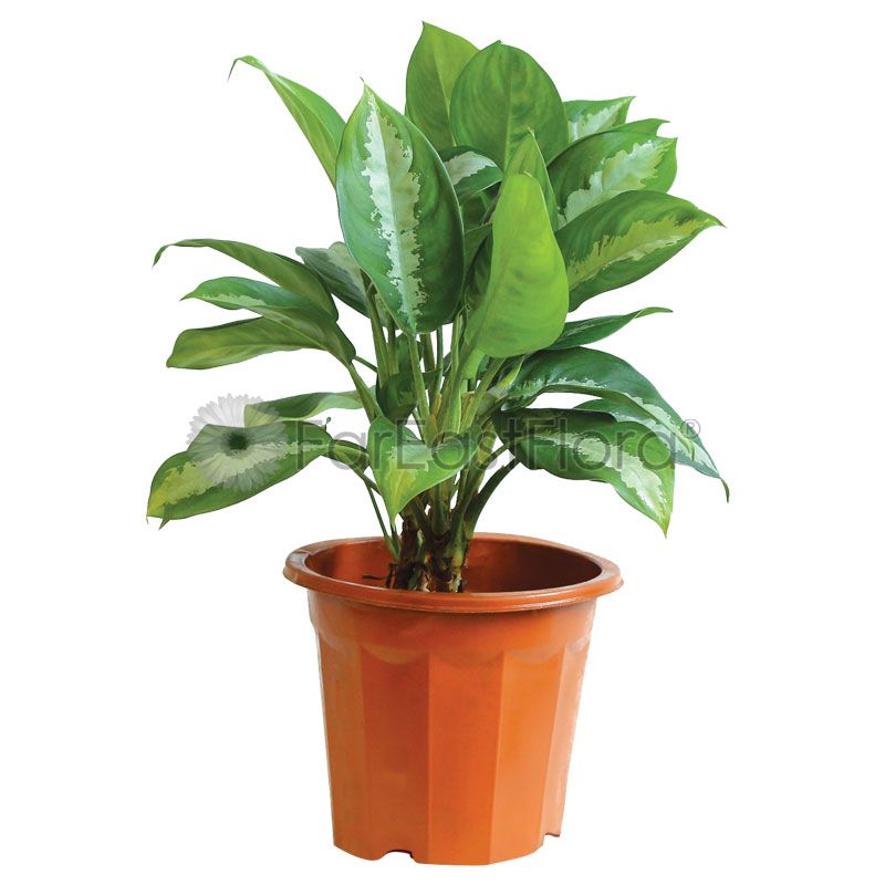 Aglaonema Pattaya Beauty (P22c)
