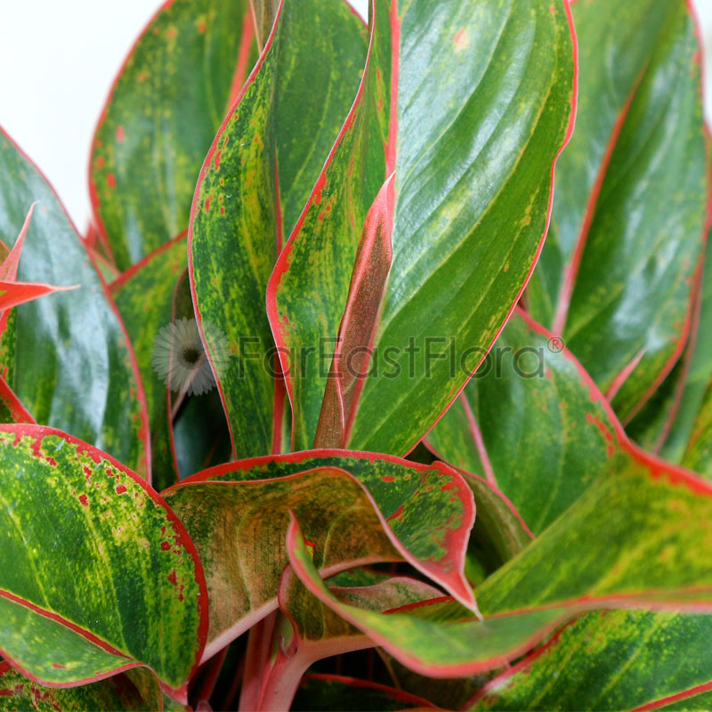 AGLAONEMA SIAM AURORA closeup