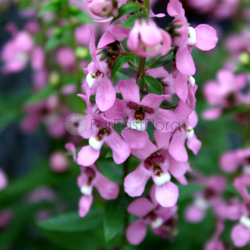 Angelonia - Pink