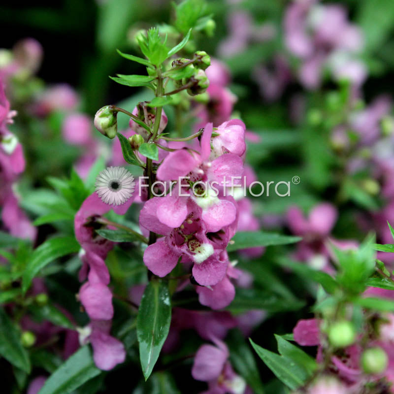 Angelonia closeup flowers