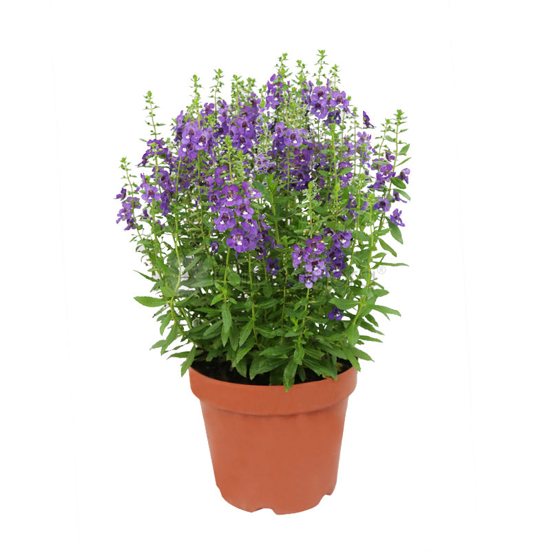 ANGELONIA GP622/P23C (YX/SH)