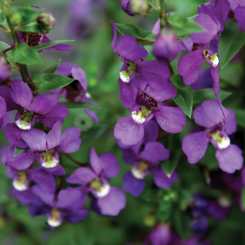 ANGELONIA GP622/P23C (YX/SH)