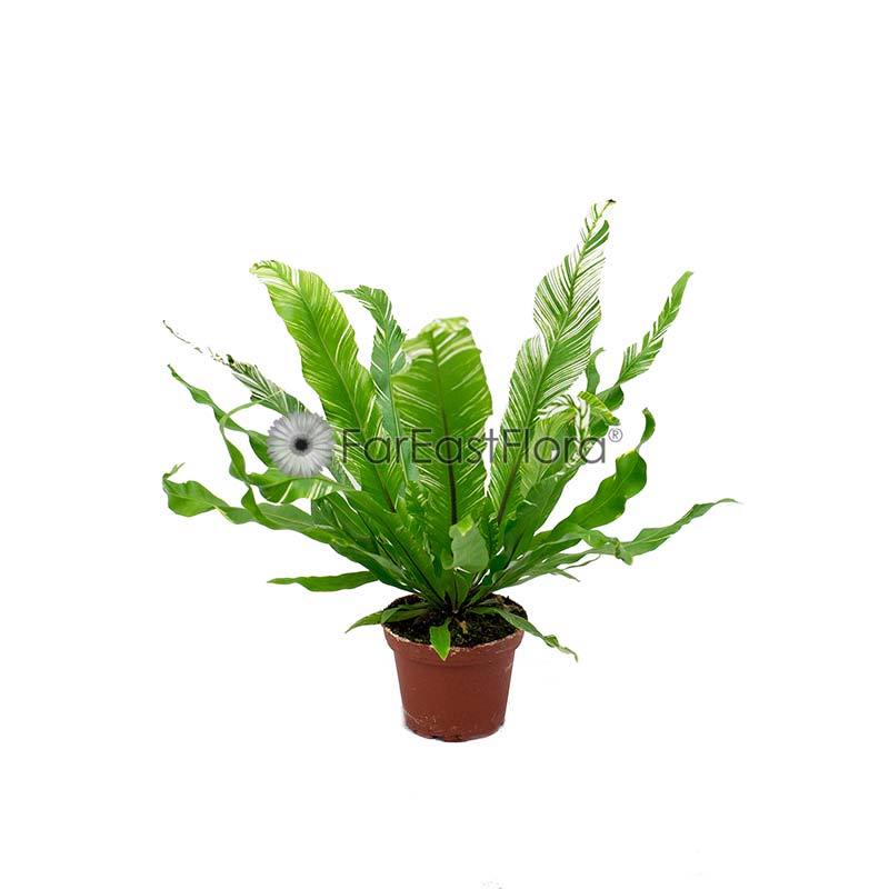 Asplenium 'Variegated'