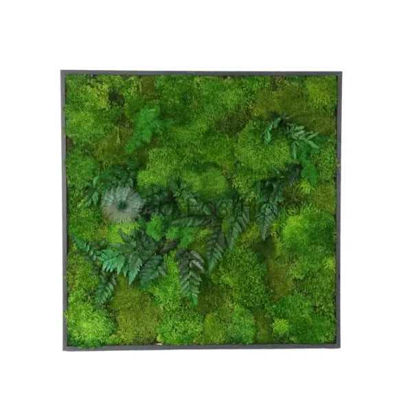 MOSS WALL ART SQUARE WITH PLANT 60X60CM 0101 (SF)