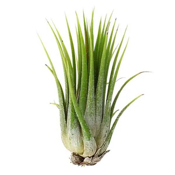 T. IONANTHA RUBRA Extra Large (Width 12.5 cm)