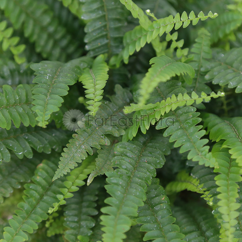 Boston Fern closeup