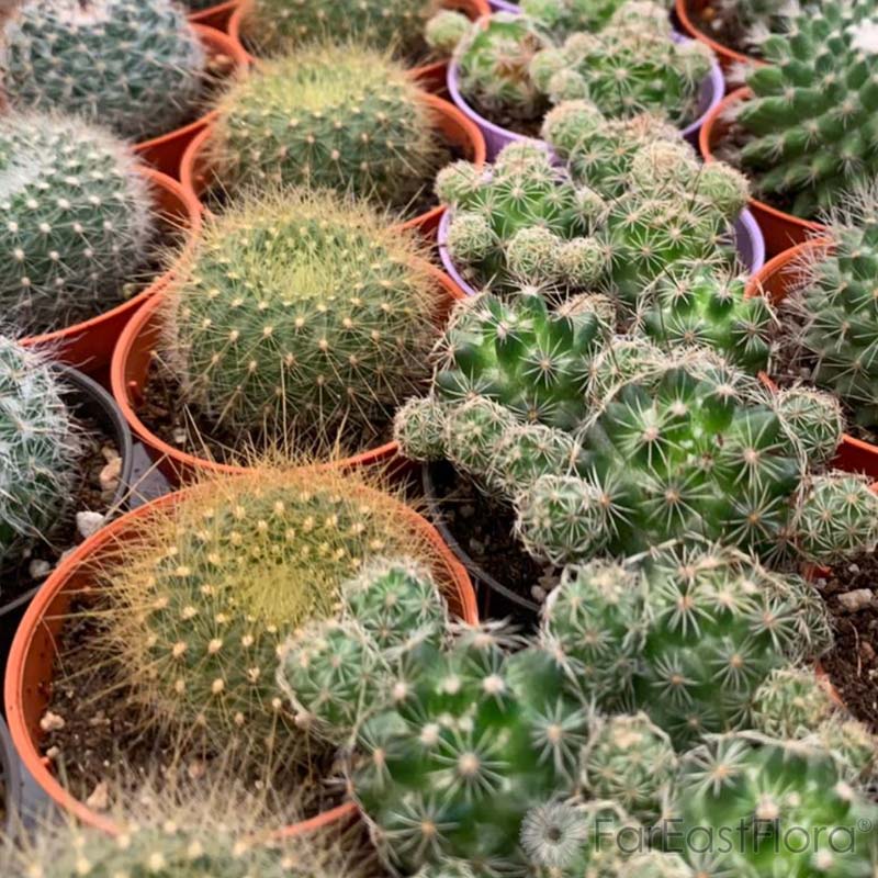 Cactus Mixed (P5.5c)