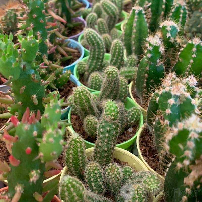 CACTUS ASSORTED P5.5C (SH/JH)