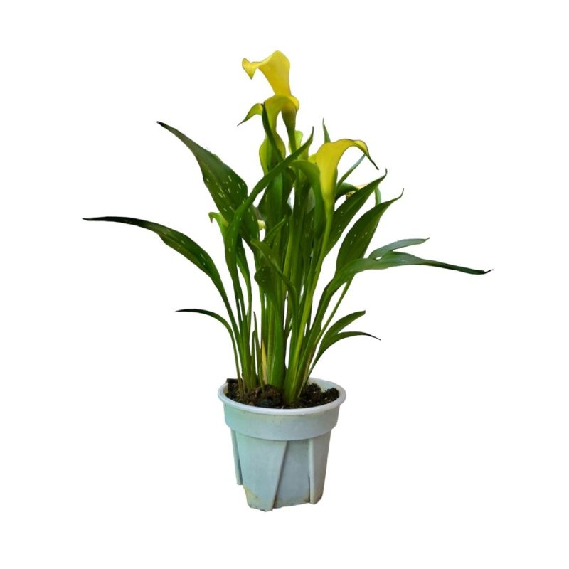 Zantedeschia 'Calla Lily'