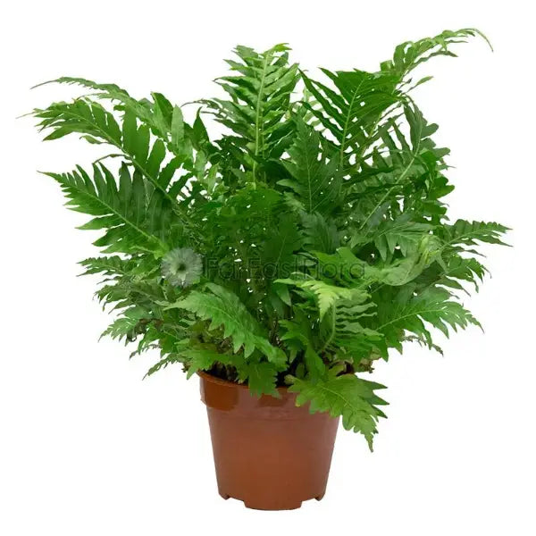 BLECHNUM GIBBUM SILVER LADY P15C (GA)