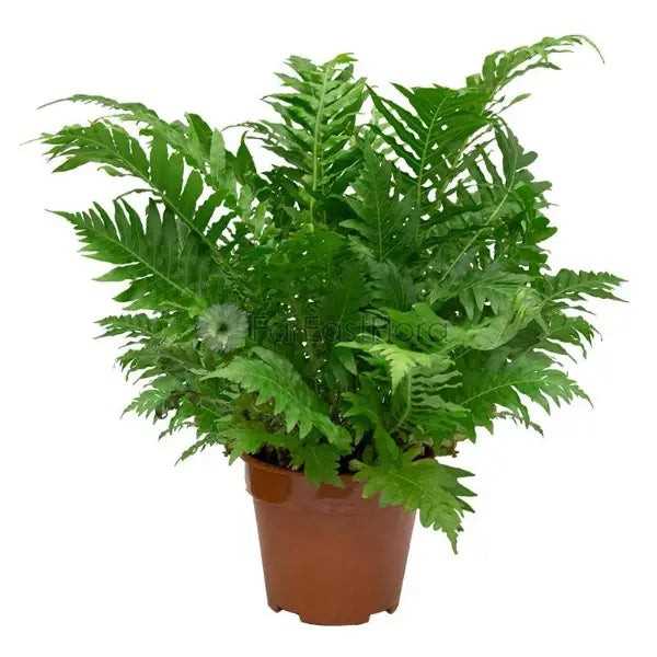BLECHNUM GIBBUM SILVER LADY P15C (GA)