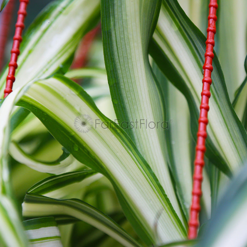 Chlorophytum closeup