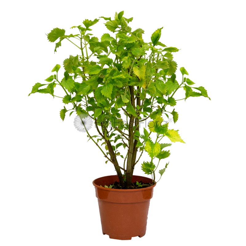 Coleus (P15c)