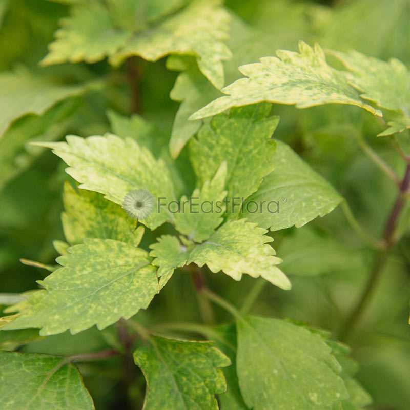 COLEUS ASSORTED P15C (YX)