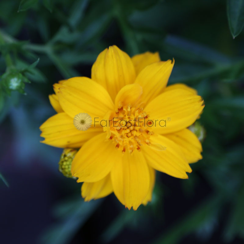 Cosmos Cosmic Yellow