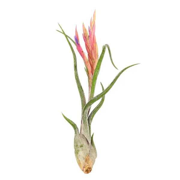 T. CAPUT MEDUSAE Large (Height 15 cm)