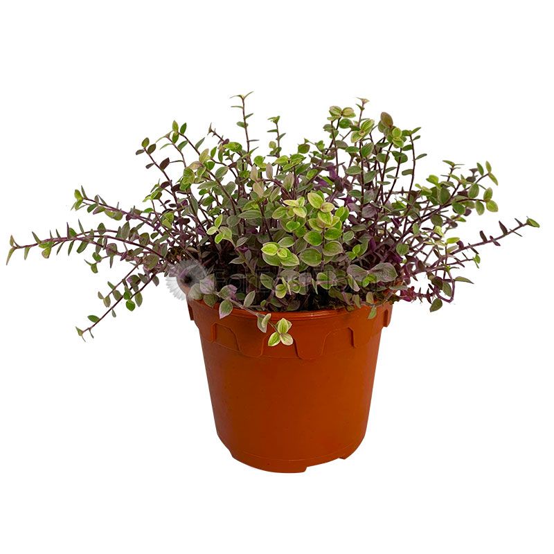 CALLISIA REPENS PINK LADY P15C (A.I)