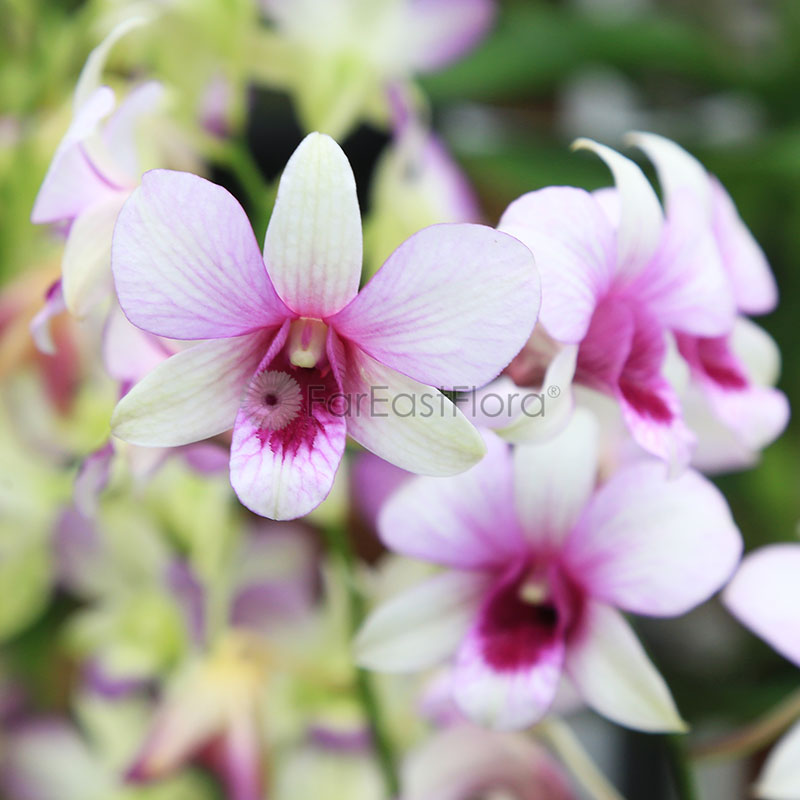 Dendrobium Mixed - Pink