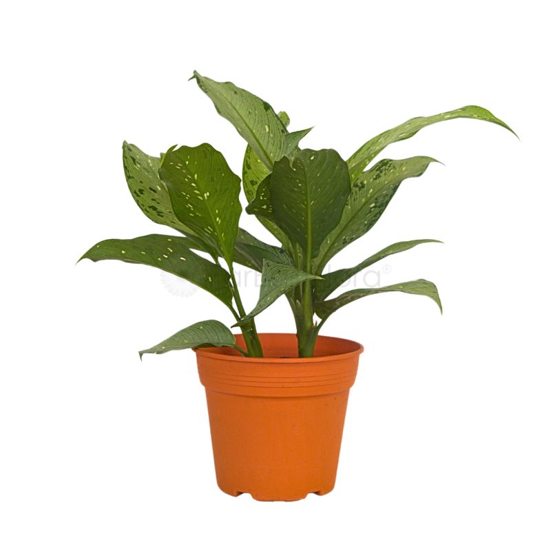 Dieffenbachia USA (P12c)