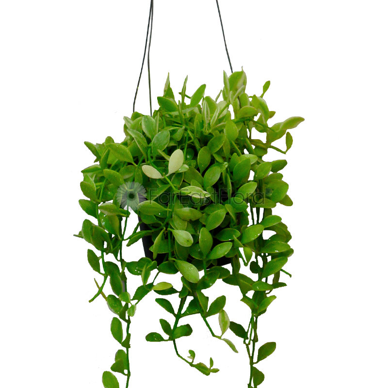 DISCHIDIA GREEN HANGING IN POT (TS)